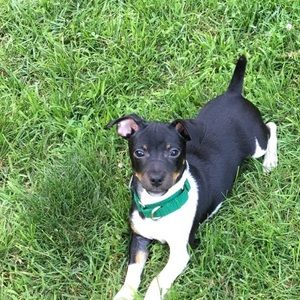 Meet your Posher, Charlie